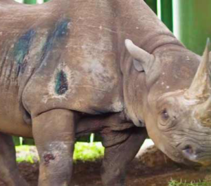 World’s oldest rhino’ dies in Tanzania