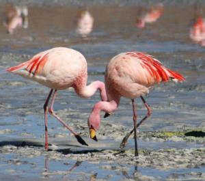 District authorities plan to conduct annual flamingo festival in January
