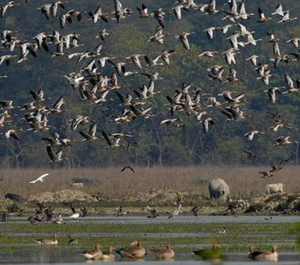 Kaziranga has one of the highest number of wetland birds