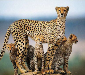 African Cheetahs to prowl Indian forests