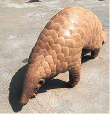 Scientists radio-tag Indian pangolin