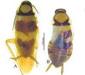 New species of cokrach found in Western Ghats during survey