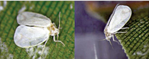 American pests spreading in horticultural crops