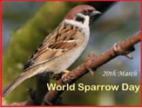World Sparrow Day- March 20