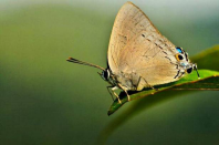 Census records rare butterflies in Gudalur