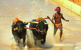 Karnataka Kambala jockey searing bolt with buffaloes