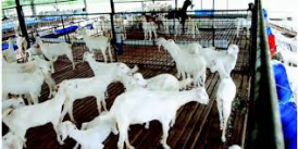 Goats Research Center in Tenkasi