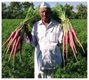 Bio Fortified Carrots developed by farmer scientise